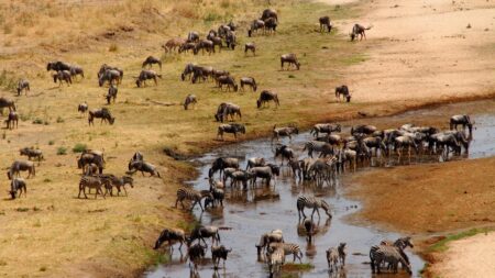 13 daagse safari Ritme van Serengeti & Zanzibar